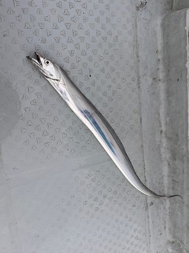 タチウオの釣果