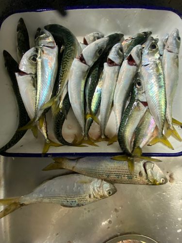 サバの釣果