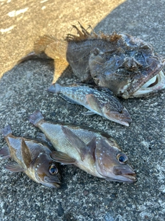 トウベツカジカの釣果