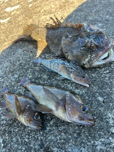 トウベツカジカの釣果