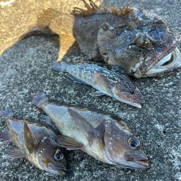 トウベツカジカ