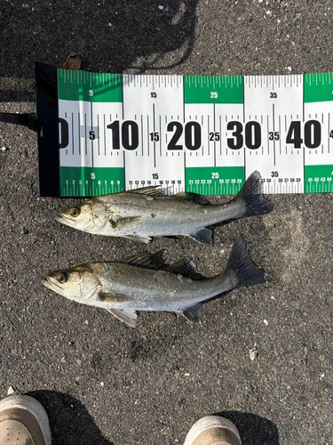 セイゴ（ヒラスズキ）の釣果