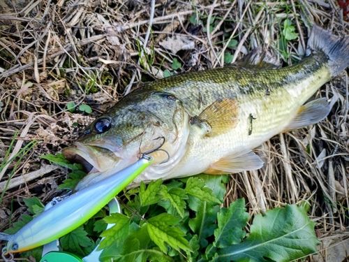 ラージマウスバスの釣果