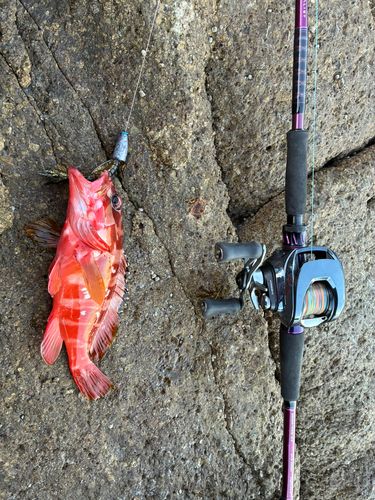 アカハタの釣果