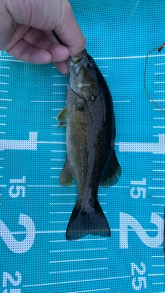 スモールマウスバスの釣果