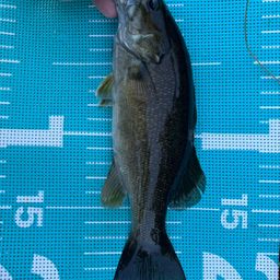 スモールマウスバス