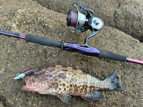 オオモンハタの釣果