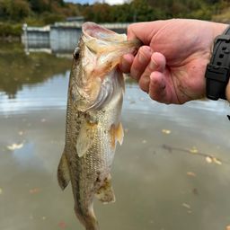 ラージマウスバス