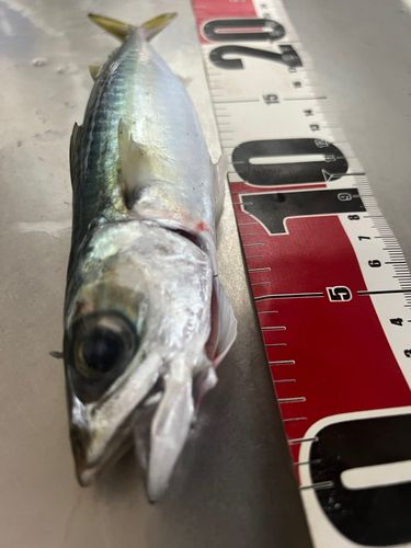 サバの釣果