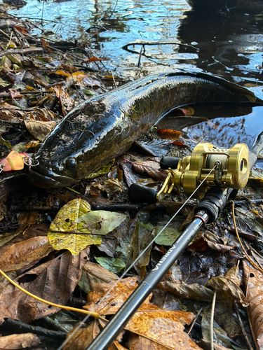 つがる市野池群