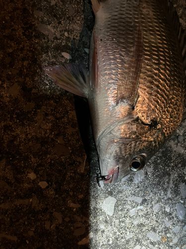 チヌの釣果