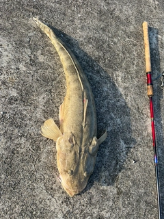ミナミマゴチの釣果