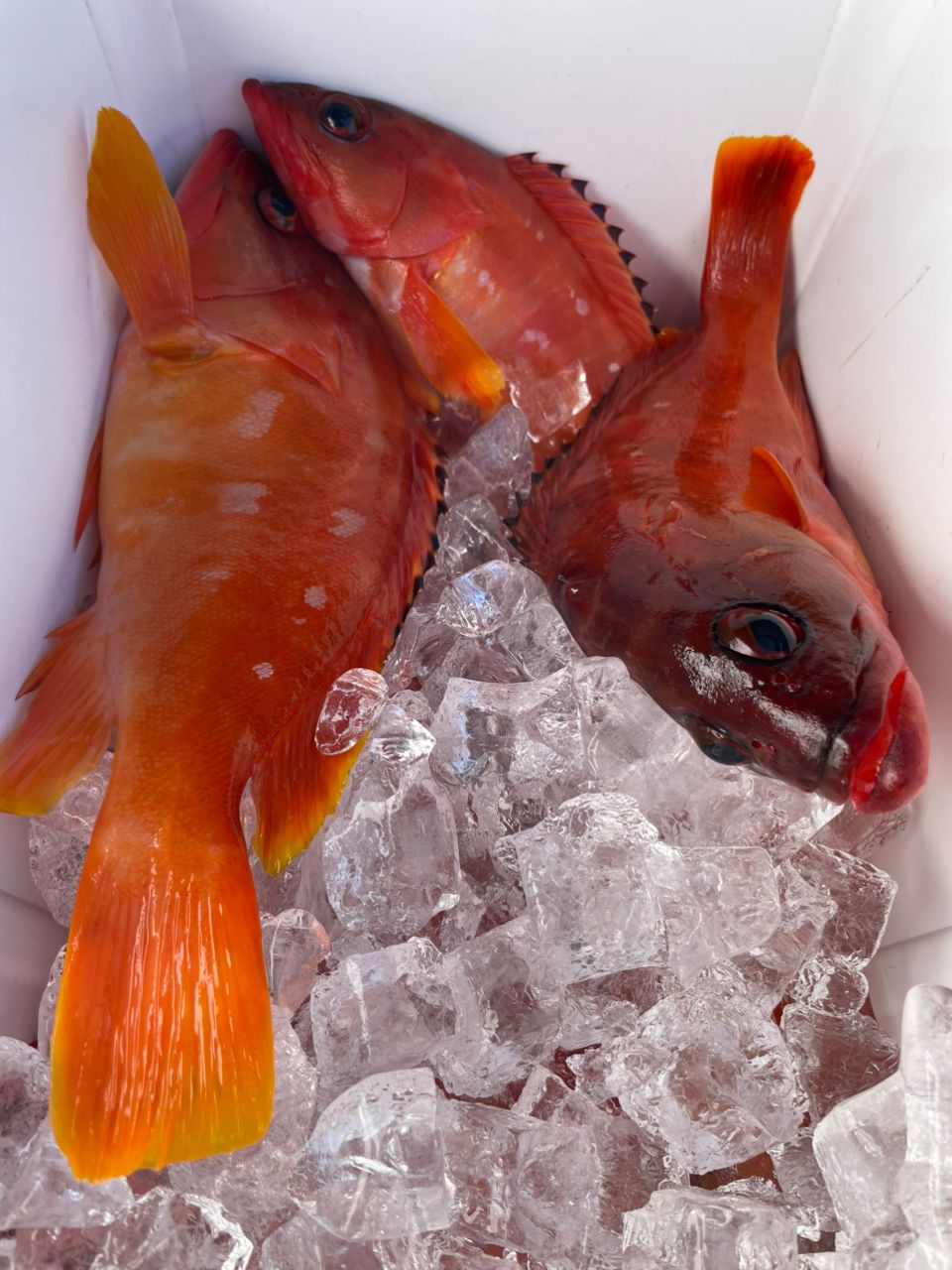 KUDOHさんの釣果 1枚目の画像