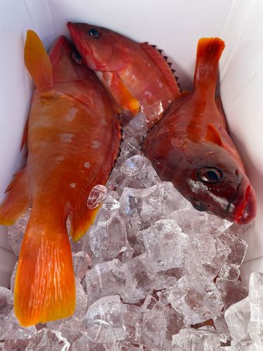 アカハタの釣果