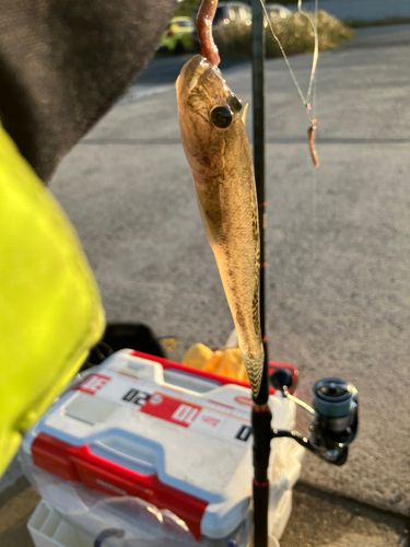 サノヤスドック