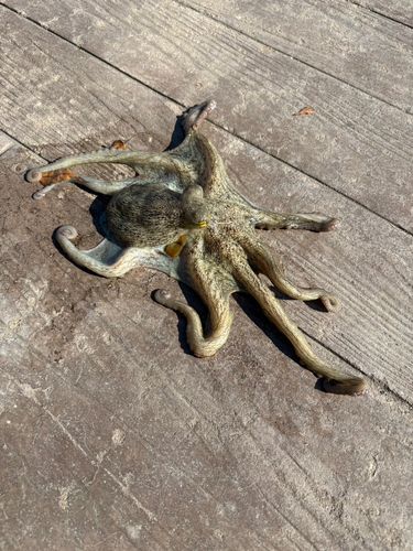 タコの釣果
