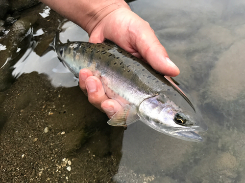 ヤマメの釣果