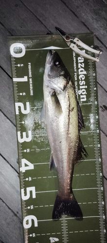 マルスズキの釣果