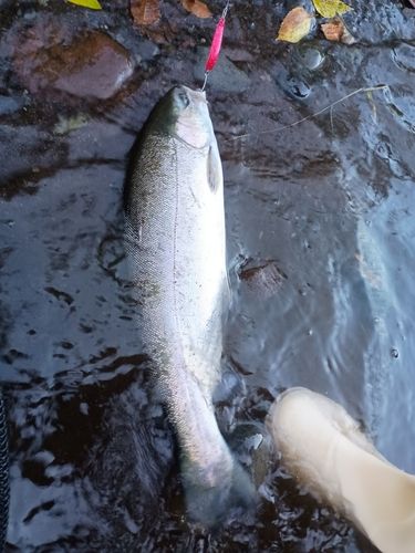 ニジマスの釣果