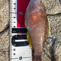 ホシササノハベラ