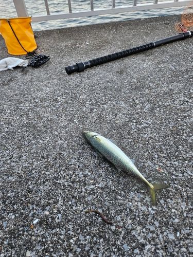 千葉港中央埠頭