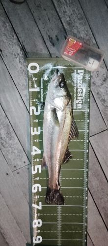 マルスズキの釣果