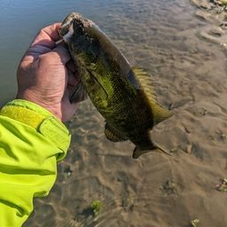 スモールマウスバス