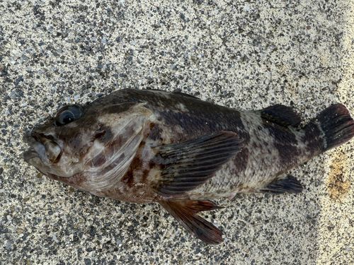 ムラソイの釣果