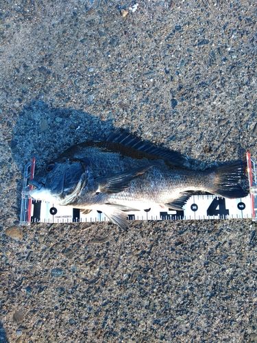 クロダイの釣果