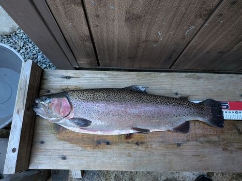 うらたんざわ渓流釣場