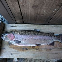 レインボートラウト