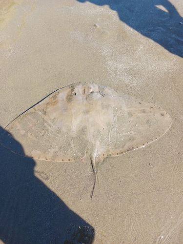 ツバクロエイの釣果