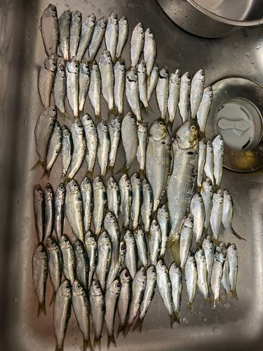 若洲海浜公園海釣り施設