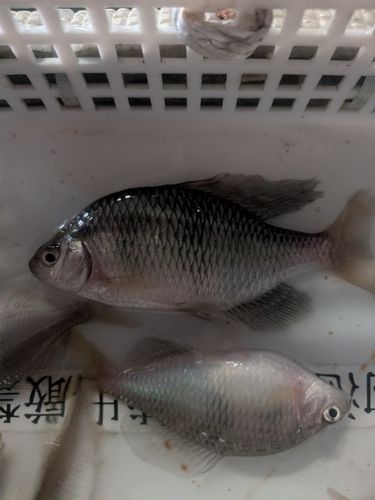 タナゴの釣果