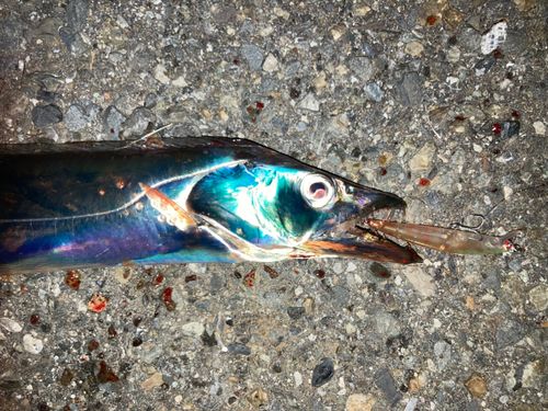 タチウオの釣果