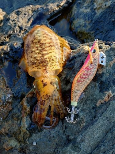 アオリイカの釣果