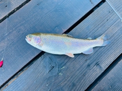 レインボートラウトの釣果