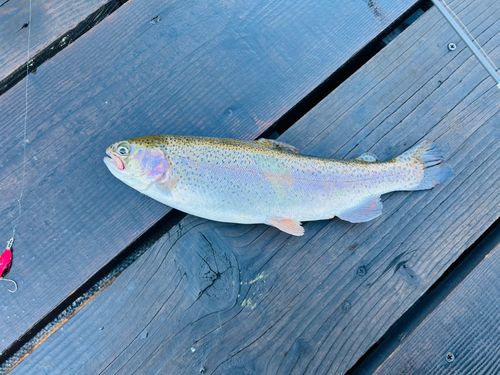 レインボートラウトの釣果