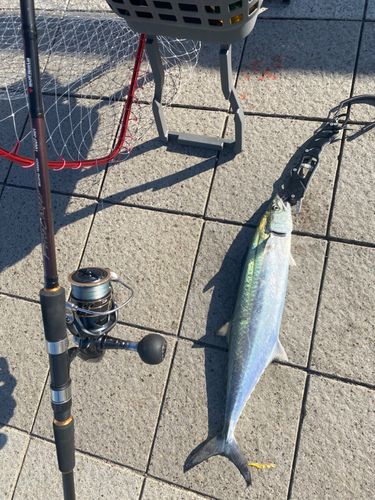 サゴシの釣果