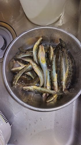 マハゼの釣果