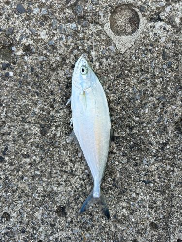 イケカツオの釣果