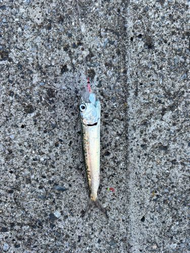 マイワシの釣果