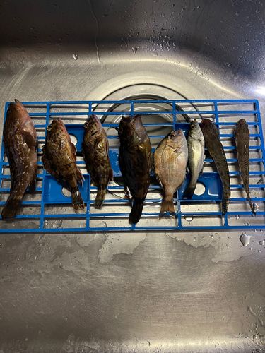 新舞子マリンパーク