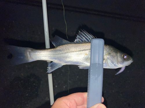 セイゴ（マルスズキ）の釣果