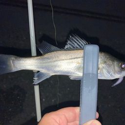 セイゴ（マルスズキ）