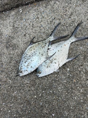 コバンアジの釣果