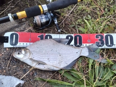 ダントウボウの釣果