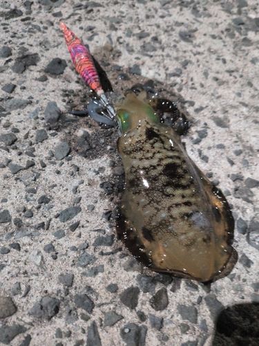 アオアジの釣果