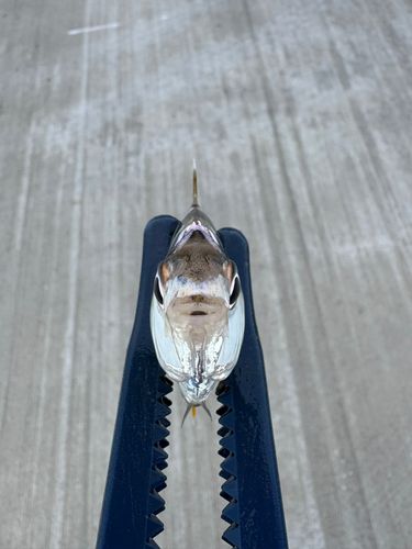 ヒイラギの釣果