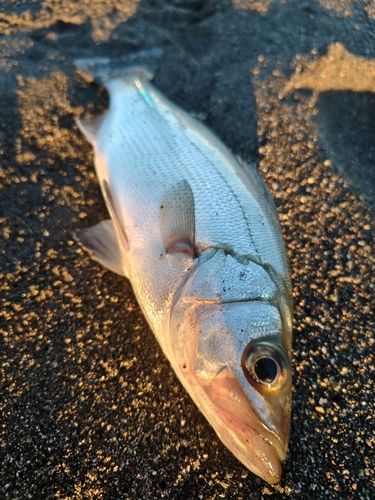 セイゴ（ヒラスズキ）の釣果